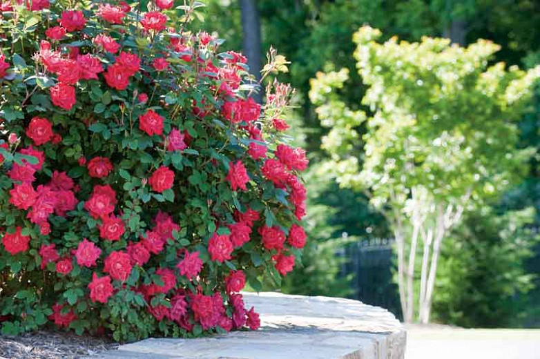 Rose 'Double Knock Out', Rosa 'Double Knock Out', 'Double Knock Out' Rose, Shrub Roses, Rose bushes, Garden Roses, Rosa'Radtko', Red Roses, Red Flowers